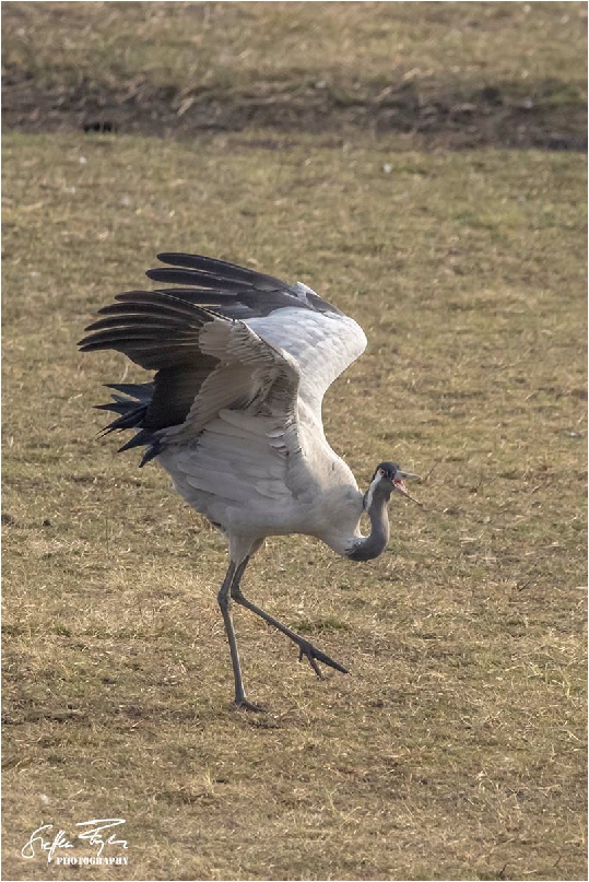 Dancing crane, tanzende Kranich, dansende trane (grus grus)