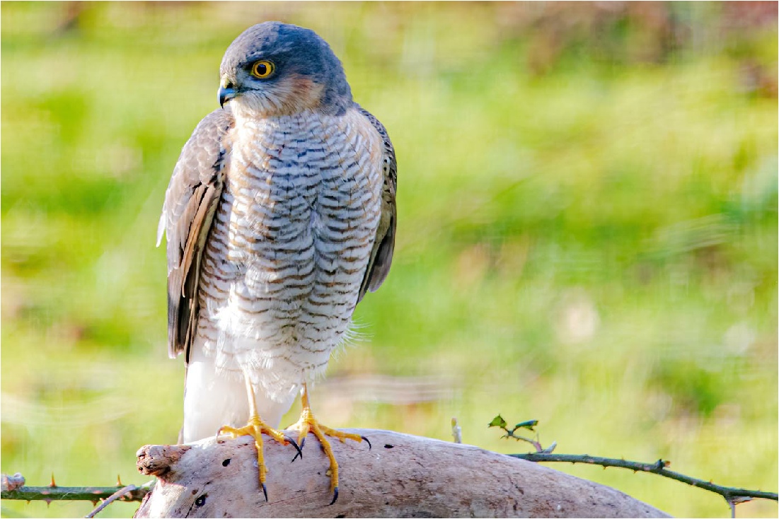 Eurasian sparrowhawk (male), Sperber (Männchen), spurvehøg (han) (Accipiter nisus)