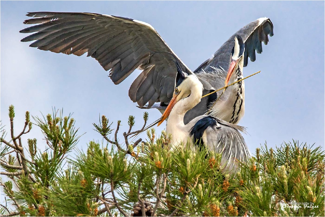 Grey heron, Graureiher, fiskehejre (Ardea cinerea)