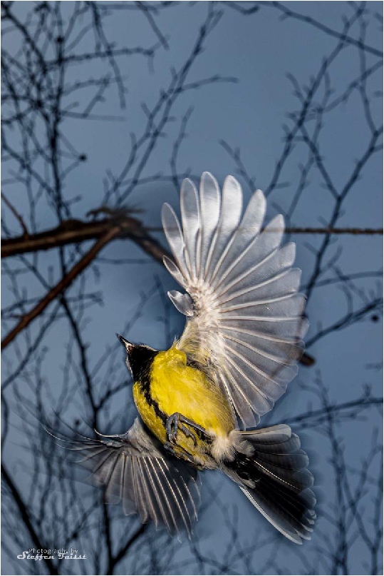 Great tit, Kohlmeise, musvit (Parus major)