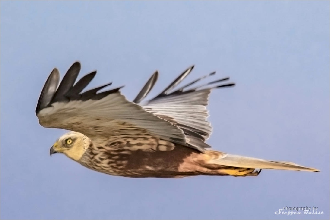 Western marsh harrier, Rohrweihe, rørhøg (Circus aeruginosus)