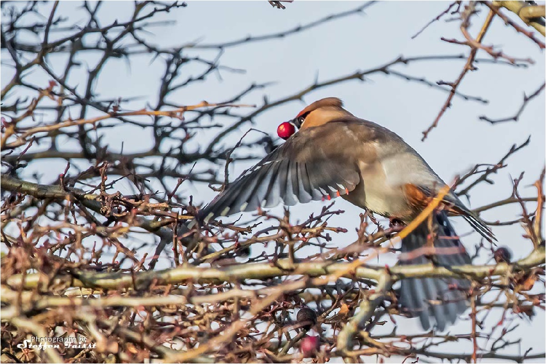 Bohemian waxwing, Seidenschwanz, silkehale (Bombycilla garrulus)