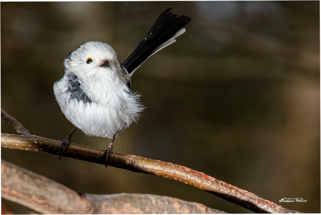 Long-tailed (bush)tit, Schwanzmeise, halemejse (northern variety) (Aegithalos caudatus)