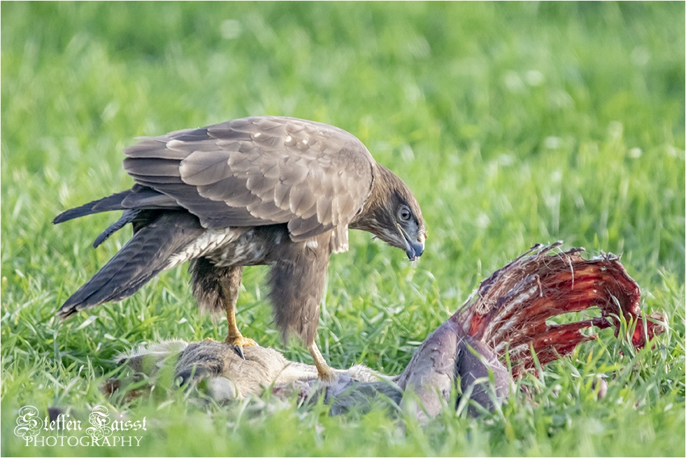 Common buzzard, Mäusebussard, musvåge