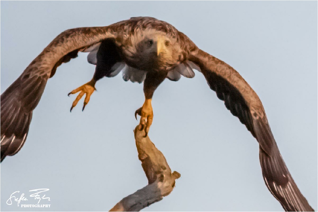 White-tailed eagle, Seeadler, havørn  (Haliaeetus albicilla)