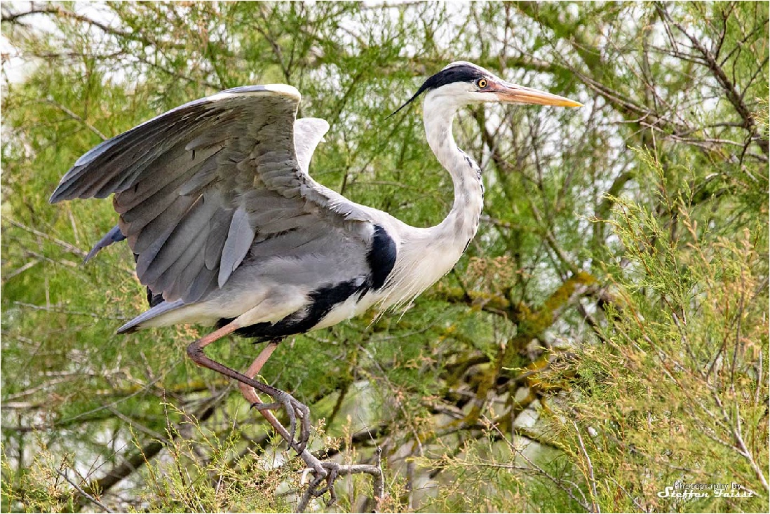 Grey heron, Graureiher, fiskehejre (Ardea cinerea)