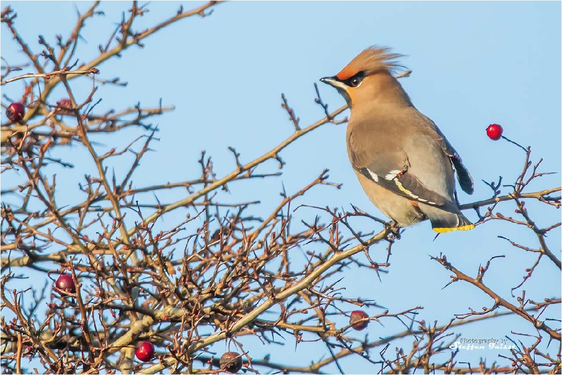 Bohemian waxwing, Seidenschwanz, silkehale (Bombycilla garrulus)