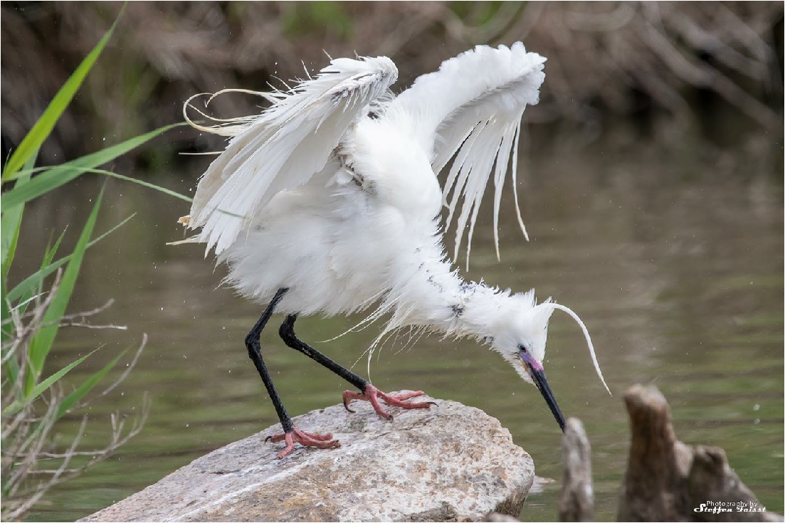 Little Egret, Seidenreiher, silkehejre (Egretta garzetta)