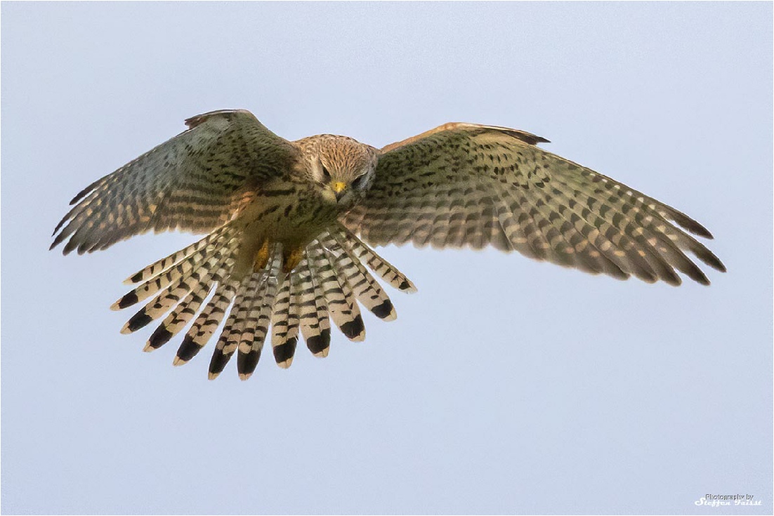 Kestrel, Turmfalke, tårnfalk