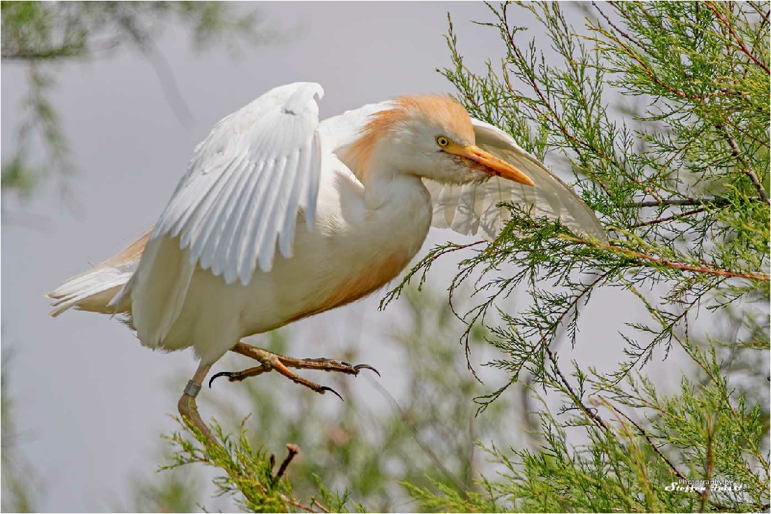 Western cattle egret, Kuhreiher, kohejre (Bubulcus ibis)