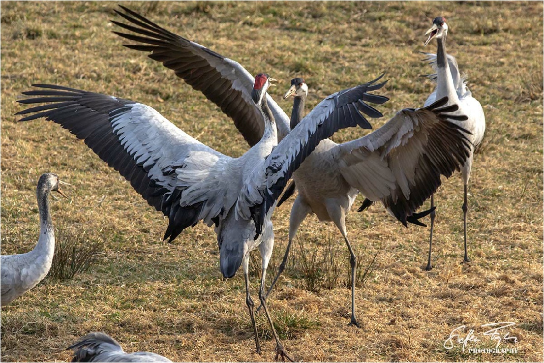 Dancing cranes, tanzende Kraniche, dansende traner (Grus grus)