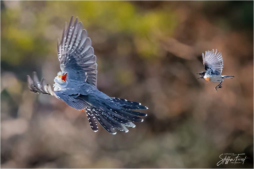 Stonechat chasing a cuckoo