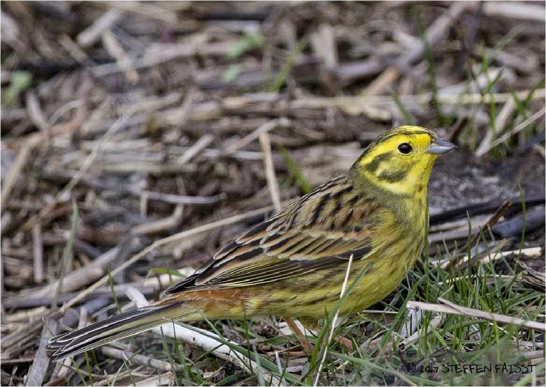 Yellowhammer, Goldammer, guldspurv (Emberiza citrinella)