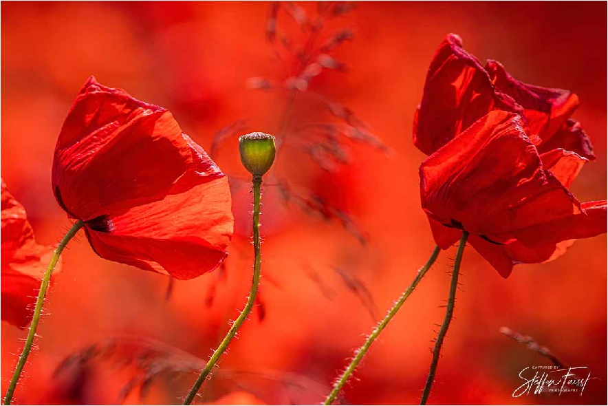 poppy field