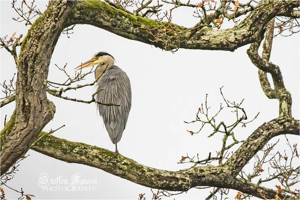 Grey heron, Graureiher, fiskehejre (Ardea cinerea)