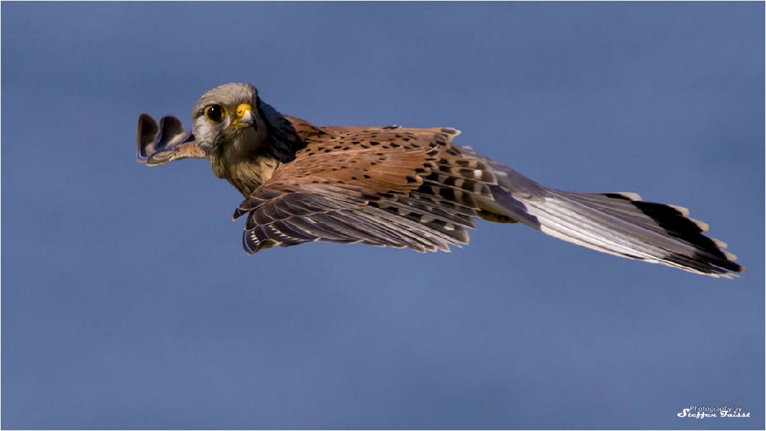 Kestrel, Turmfalke, tårnfalk