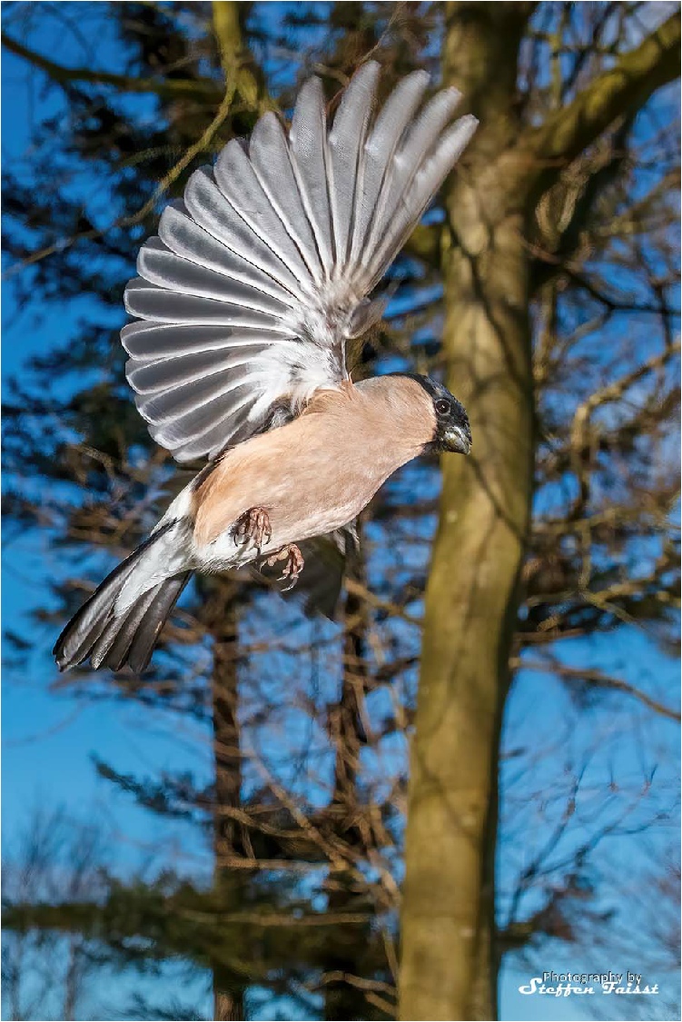 Bullfinch (female), Dompfaff (Weibchen), Dompap (hun) (Pyrrhula pyrrhula)