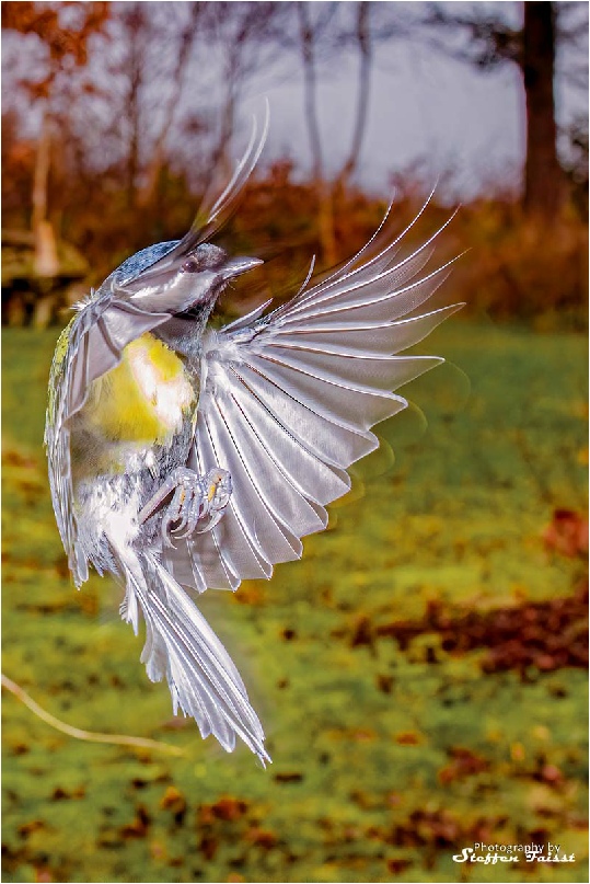 Great tit, Kohlmeise, musvit (Parus major)